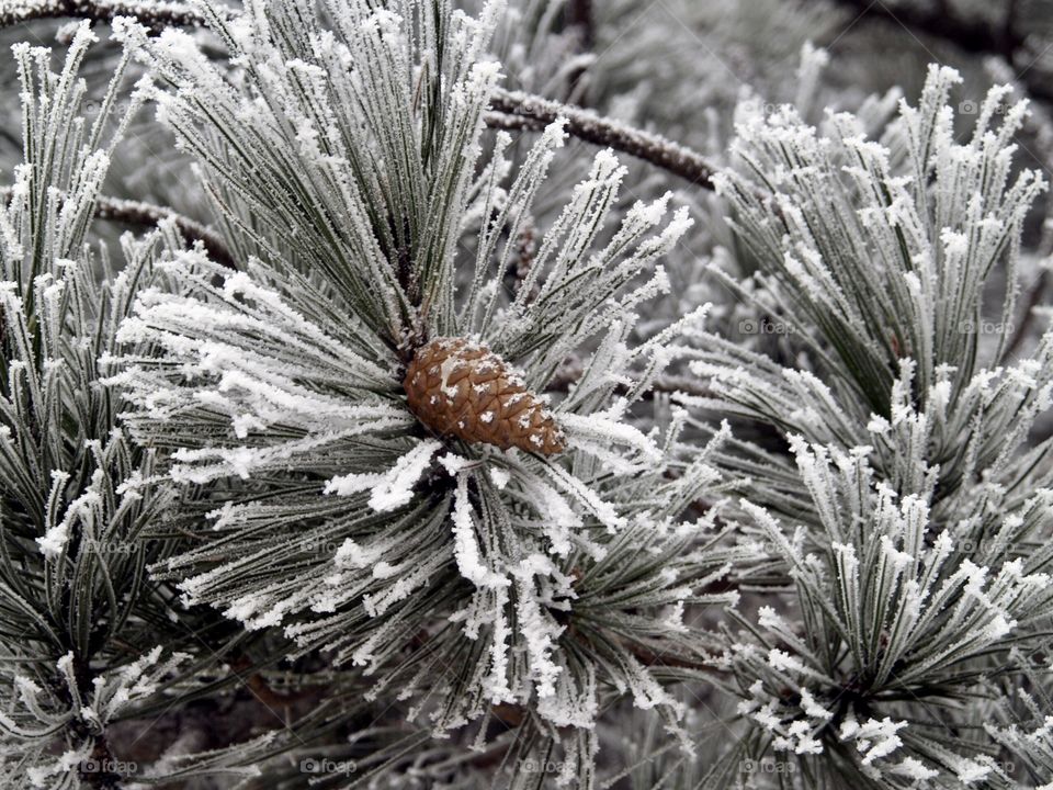 snow-covered branch of a tree with a cone