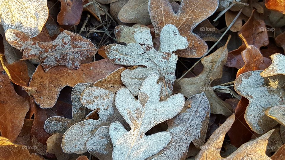 My favorite part of Winter is taking pictures of frost, ice, and snow.