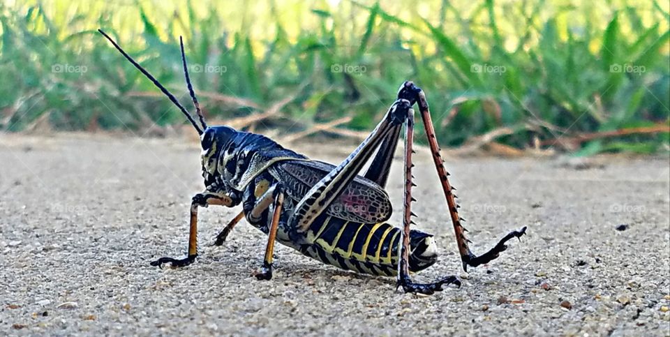 Bugs of the South. Horse Lubber Grasshopper.