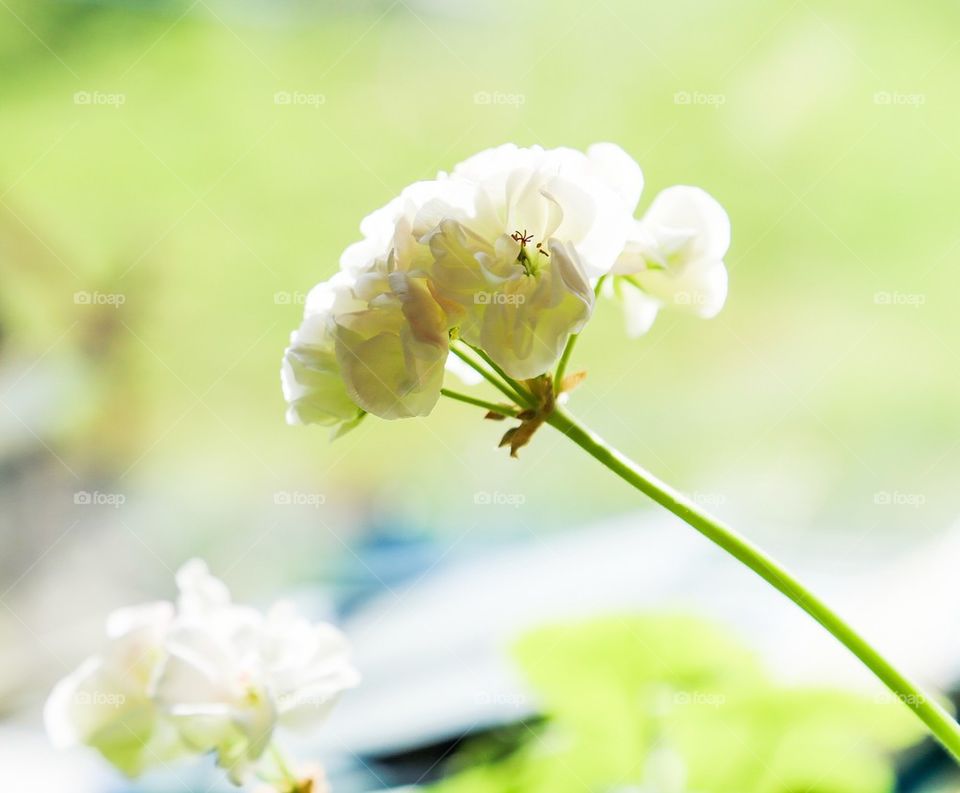 Close-up of white flower