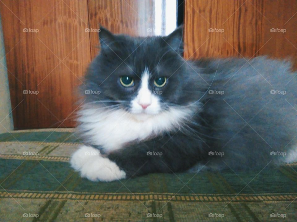 Gray fluffy homemade cat