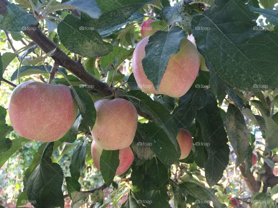 Apples on the tree