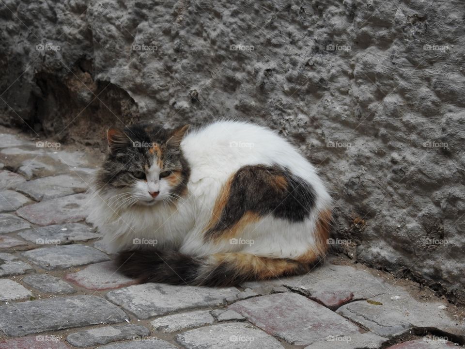 Domestic cat sitting beside wall