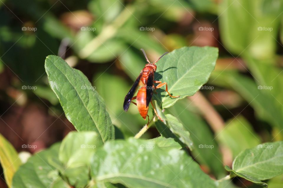 Wasp up close