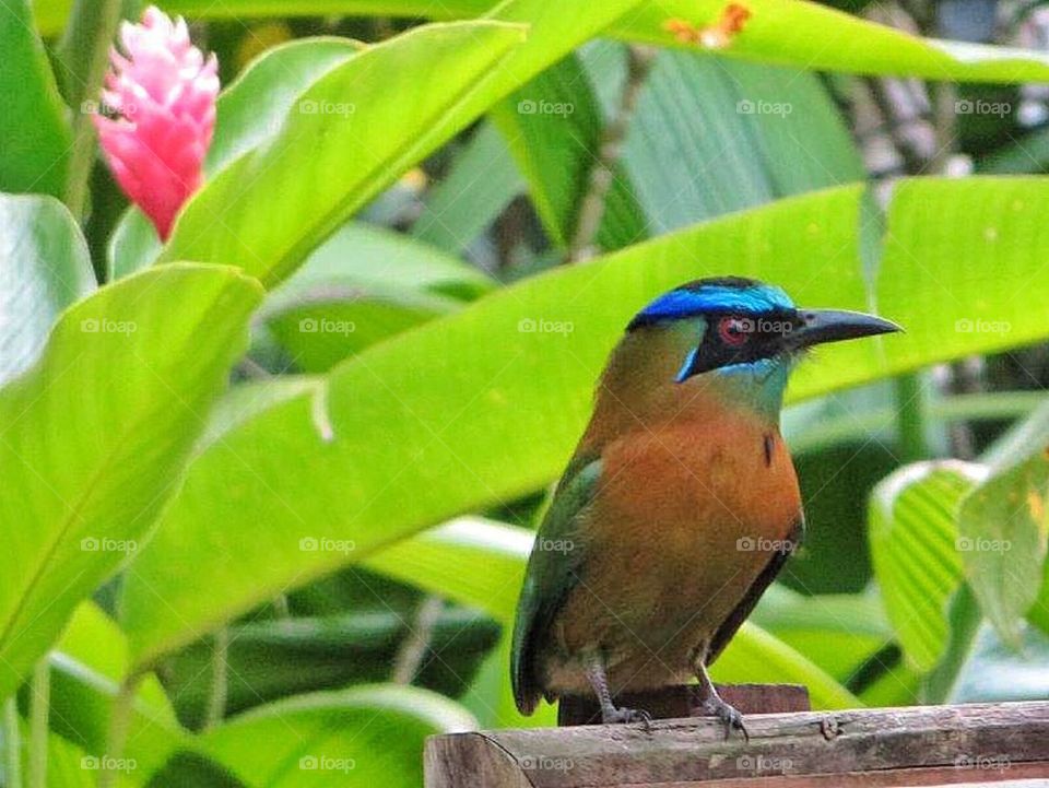 Blue-Crowned Motmot