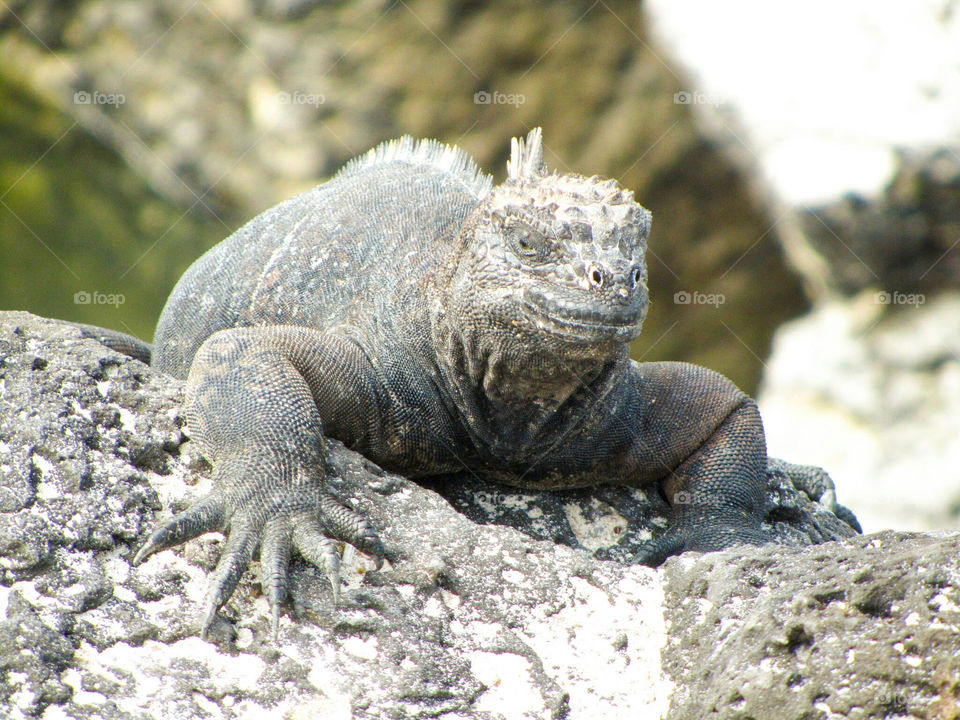 Portrait of iguana