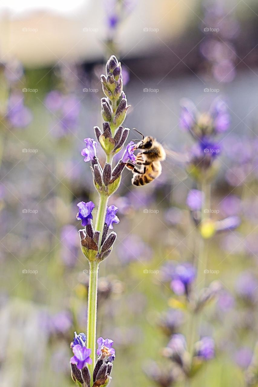 Little bee collecting nectar on a lavender blooming flower, against meadow, macro