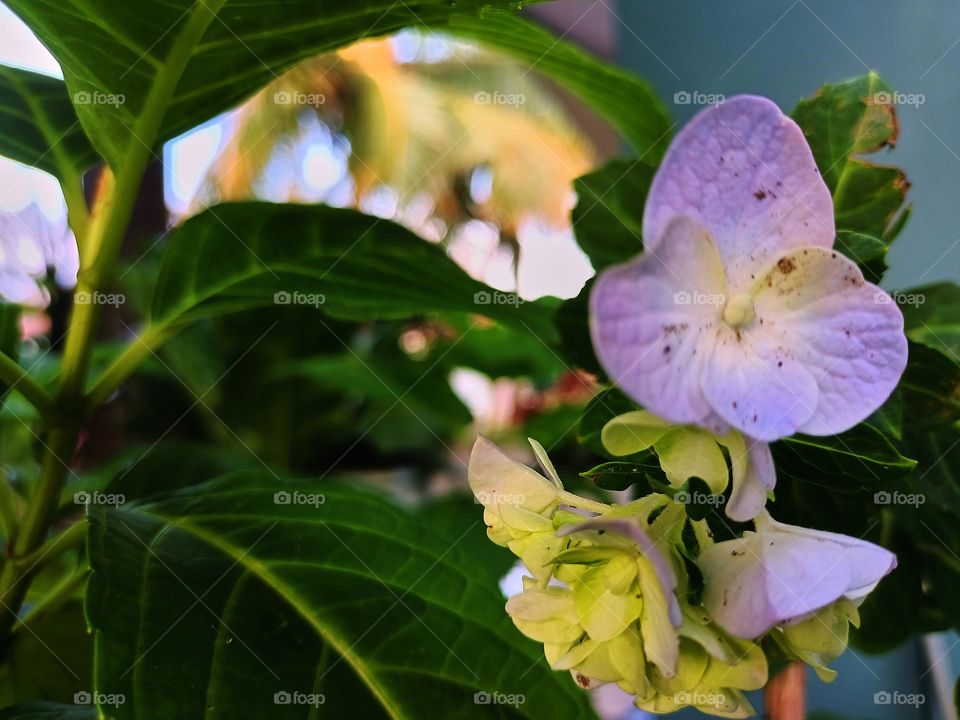 Blooming hydrangea flower close-up. Lush flowering hortensia on the garden. Blue and white hydrangea in bloom. Blooming hydrangea flower close-up. Lush flowering hortensia on the garden.