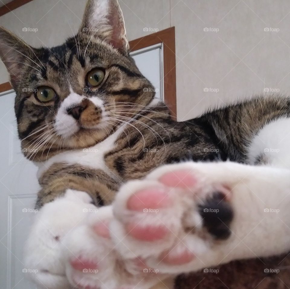 tabby house cat pink paws