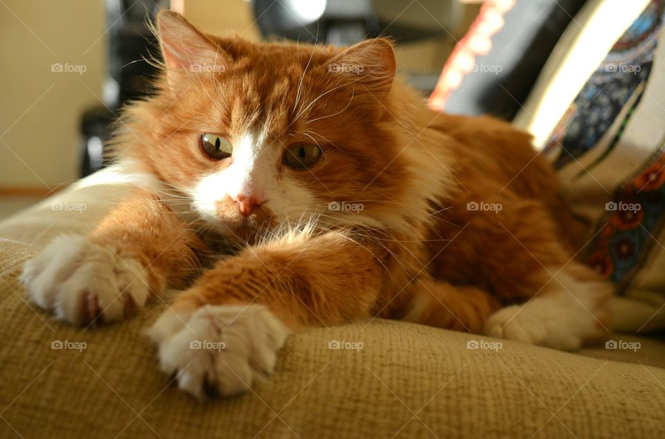 Extreme close-up of domestic cat