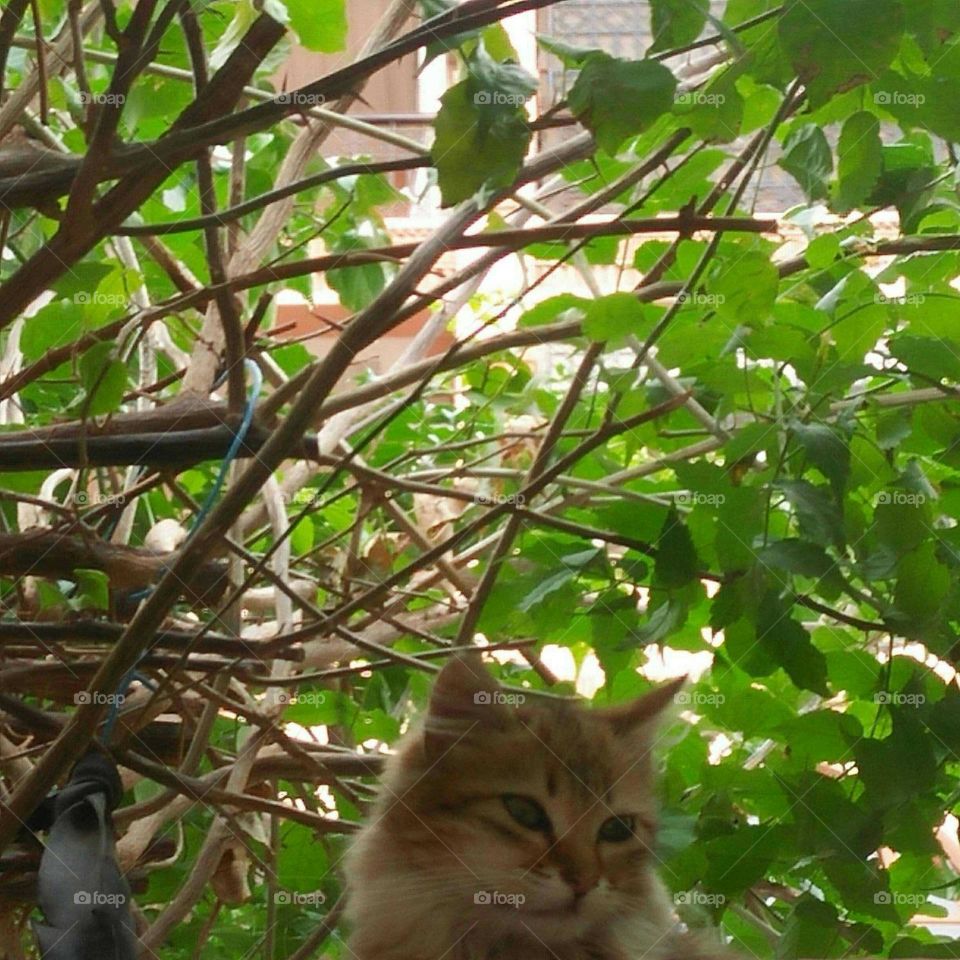 A small cat looking at my camera