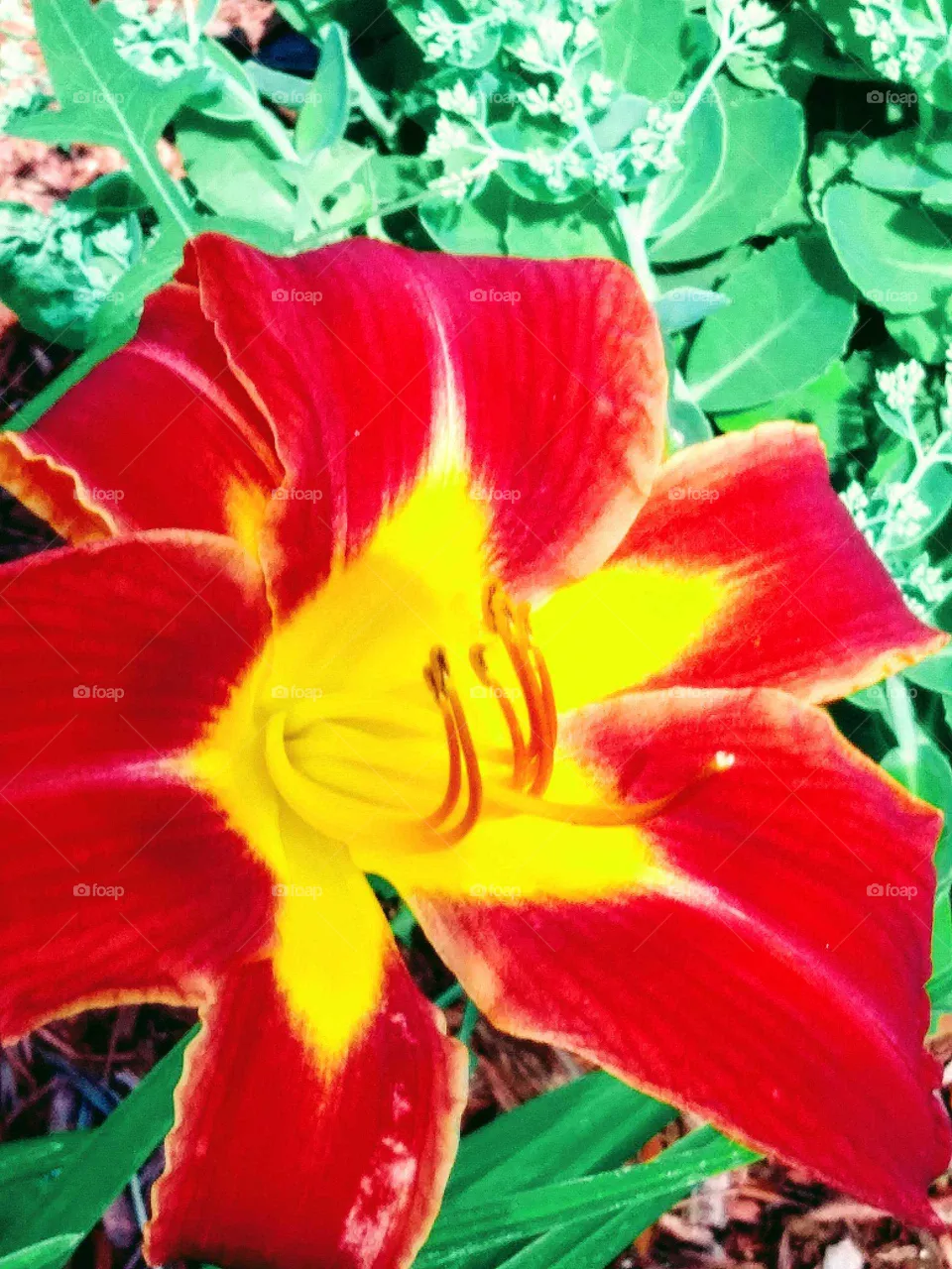 flower
