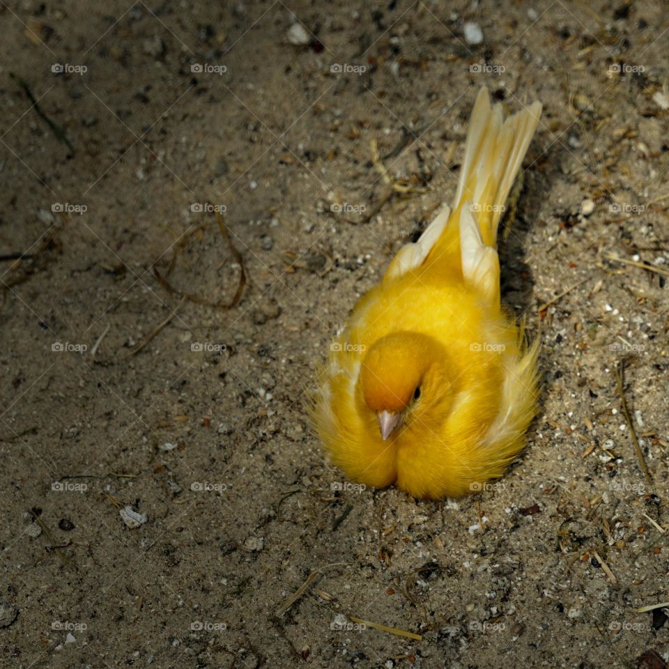 canary bathes in the sand