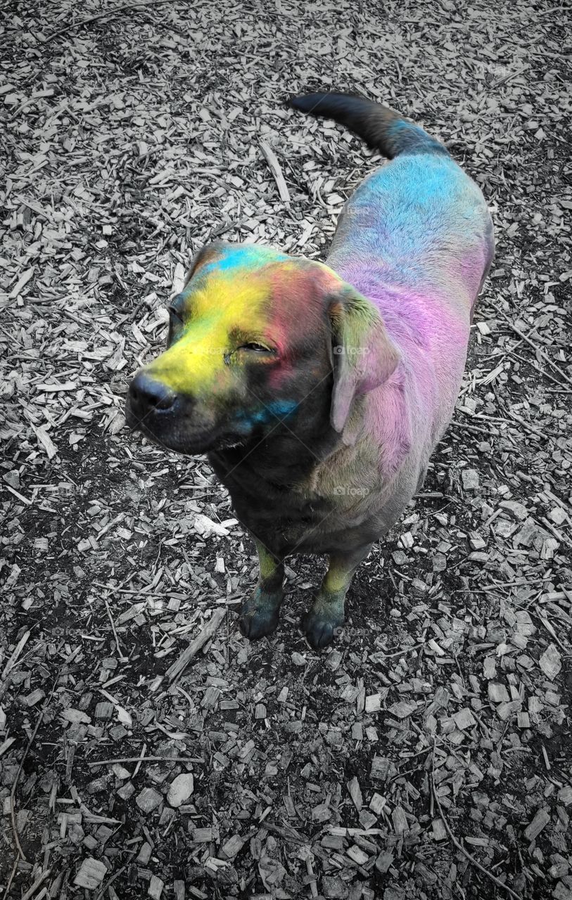 Holi Shooting with dog