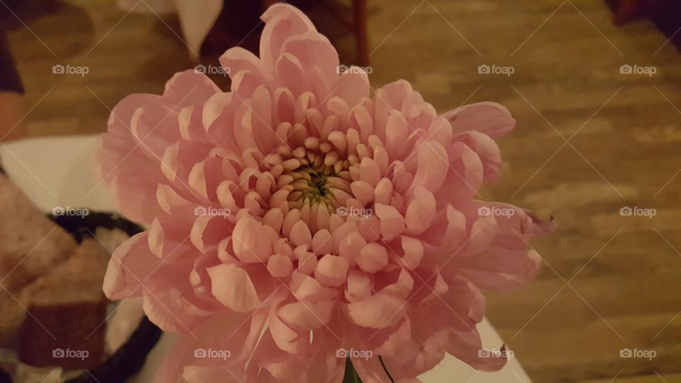 Pink flower