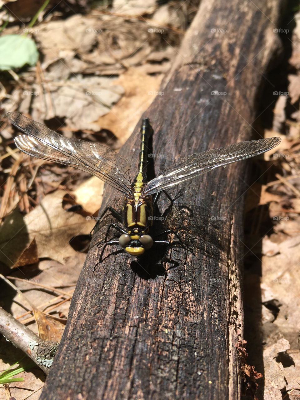 Log with Dragonfly 