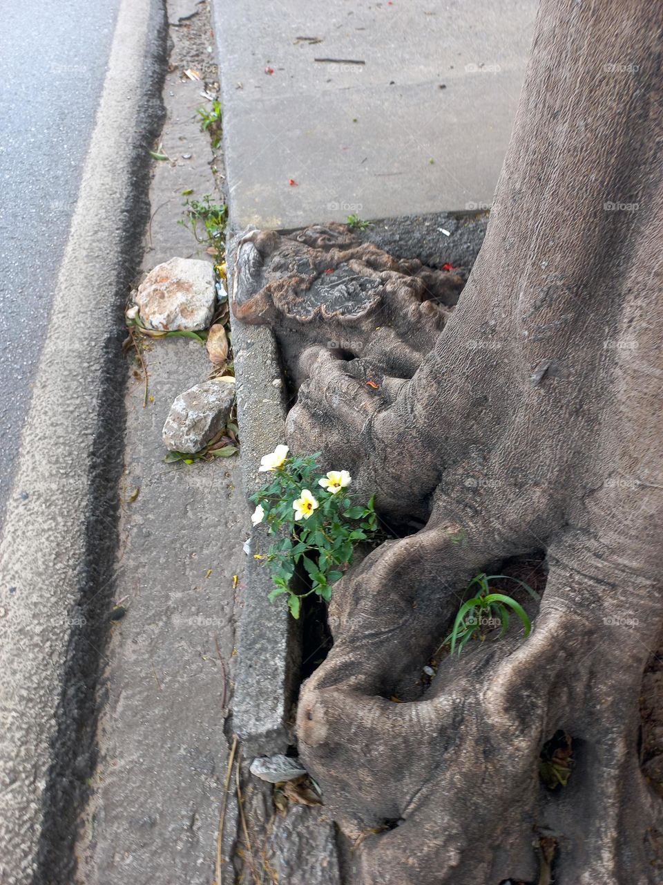 A beleza  e, o desafio das pequeninas  flores  que brotam  em meio concreto; aproveitando a raiz de uma árvore.