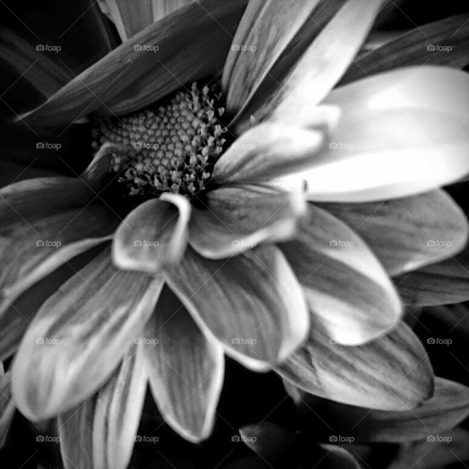 Flower, Monochrome, Nature, Garden, Blooming