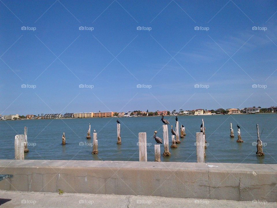 Pier with Pelicans
