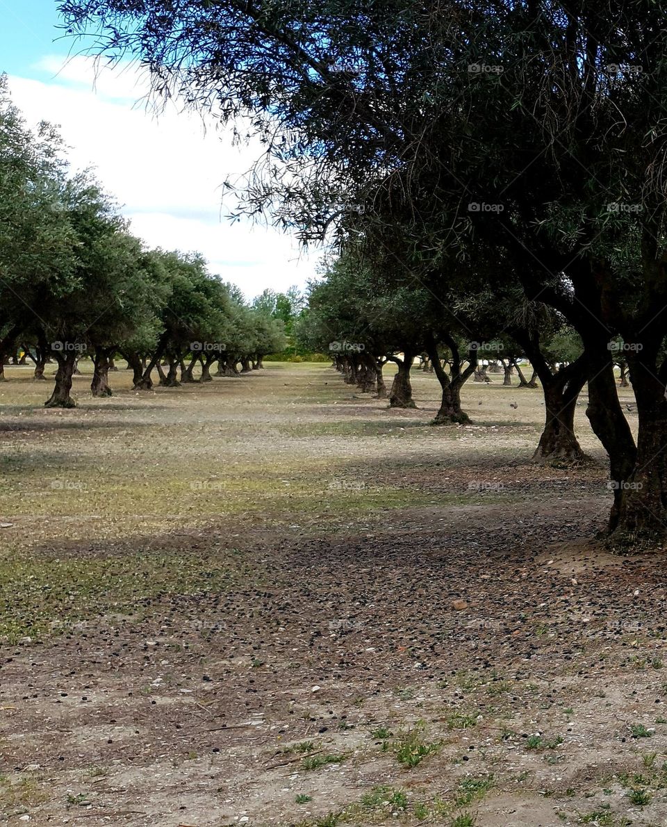 Pablo Picasso Street, Juan Carlos Park, Equestrian Center.  Pinto, Madrid, Spain