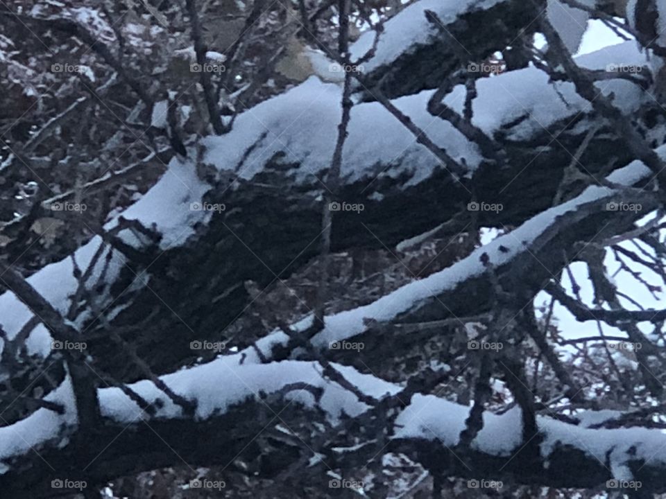 Cold snow covered tree limb