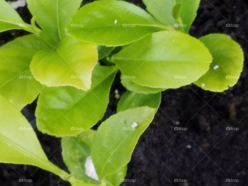 lemon leaves