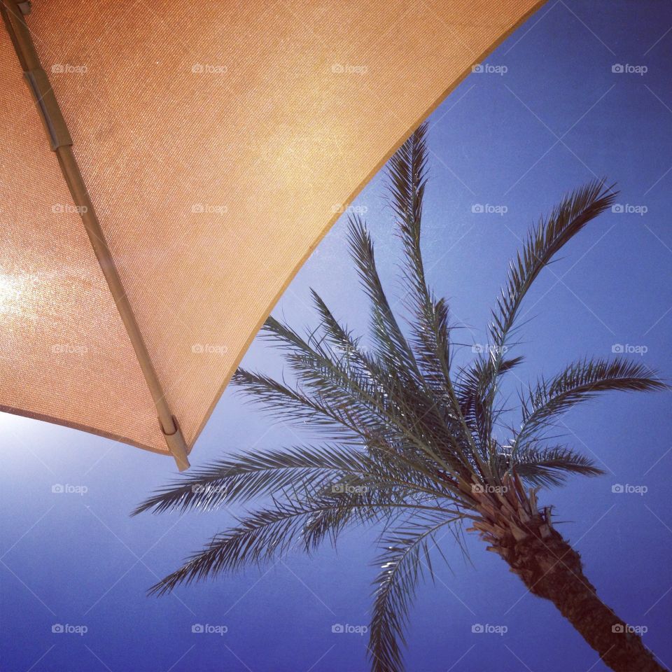 Umbrella and palm tree on a tropical holiday in the sun. Sea sand and relaxation, plus blue skies of course! 
