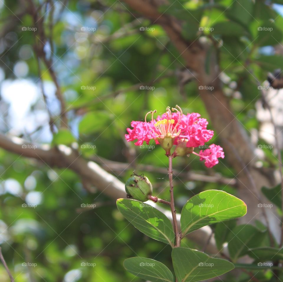 The crepe myrtle blooms even in October.