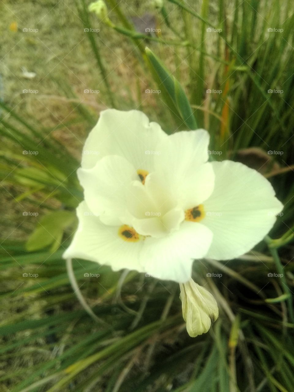 flor no jardim