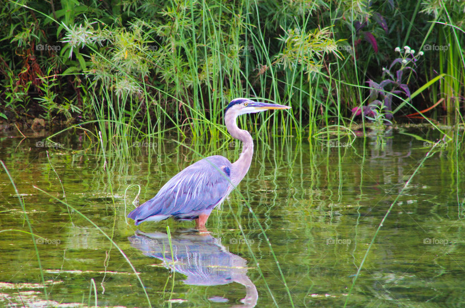 wild blue heron enjoys wading in lake water