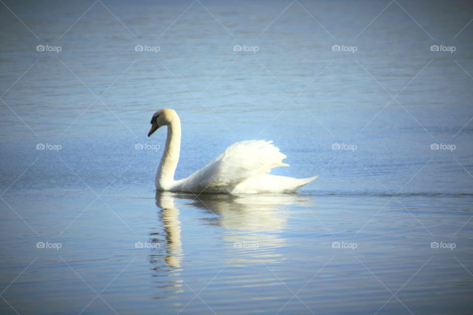 The Lonely Swan