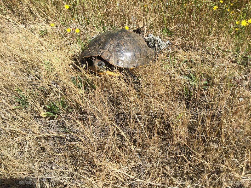 Turtle in the Grass