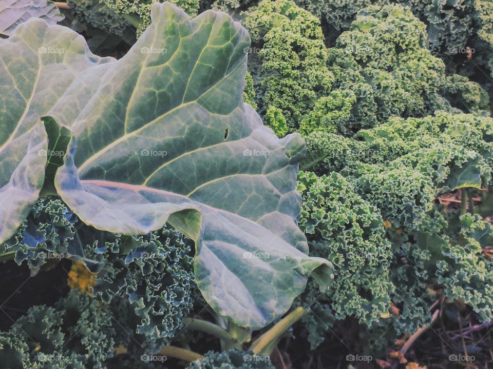 Different kind of cabbages growing in the garden 