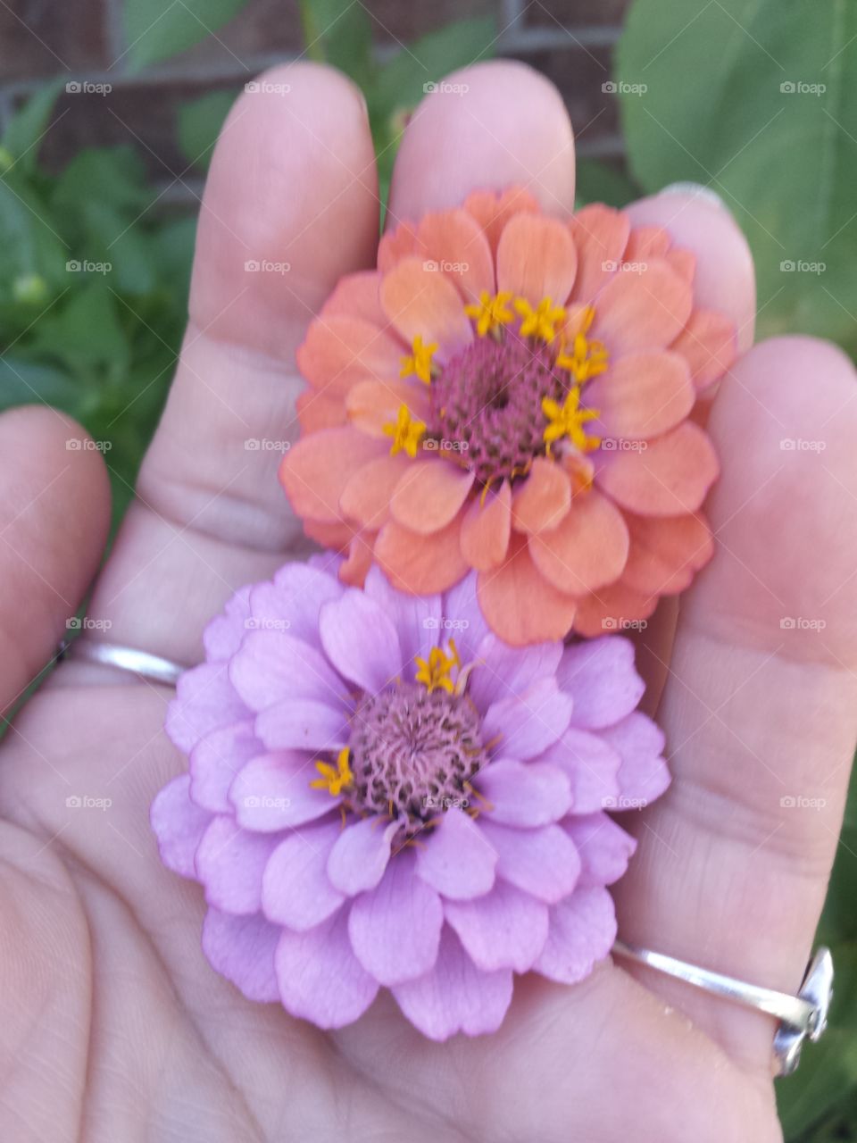 handful of colors (lavender and orange)