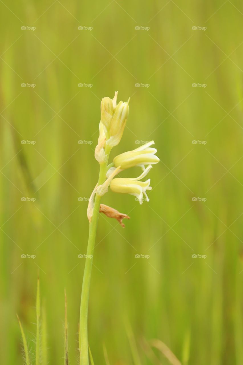 Indian grass flower.