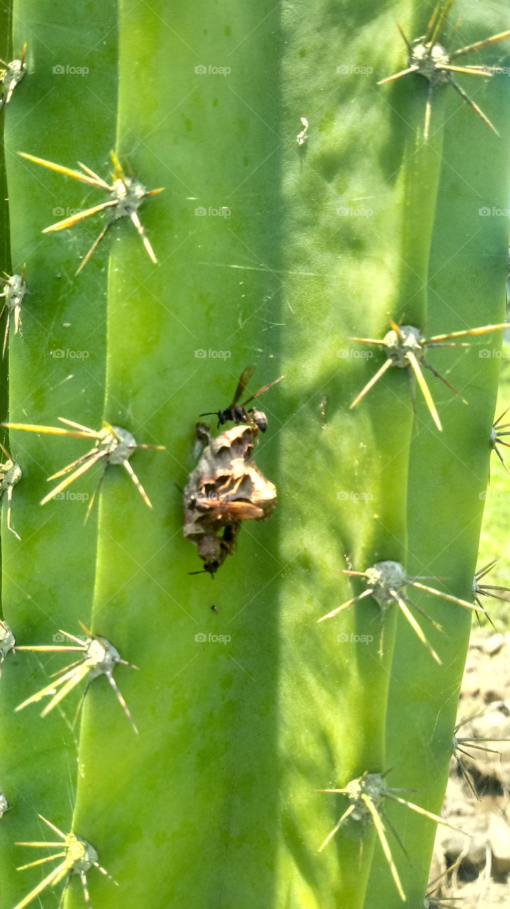 NATURE, ENVIRONMENT, FLOWER, PLANT, CACTUS.