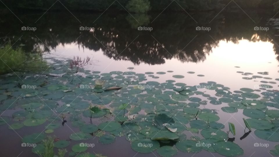 lilly pad pond