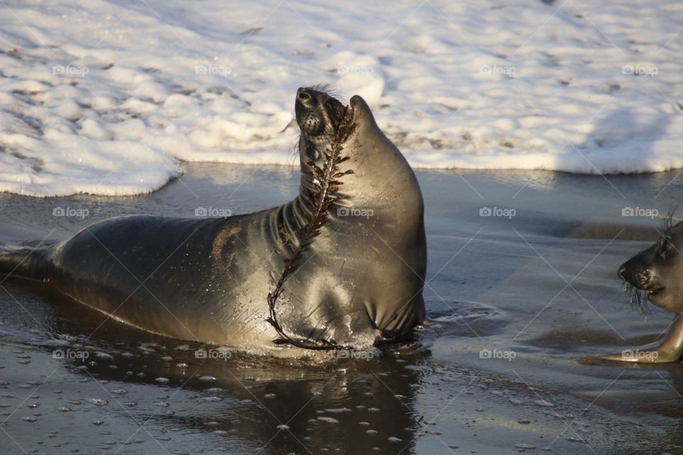 baby elephant seal playing with seaweed