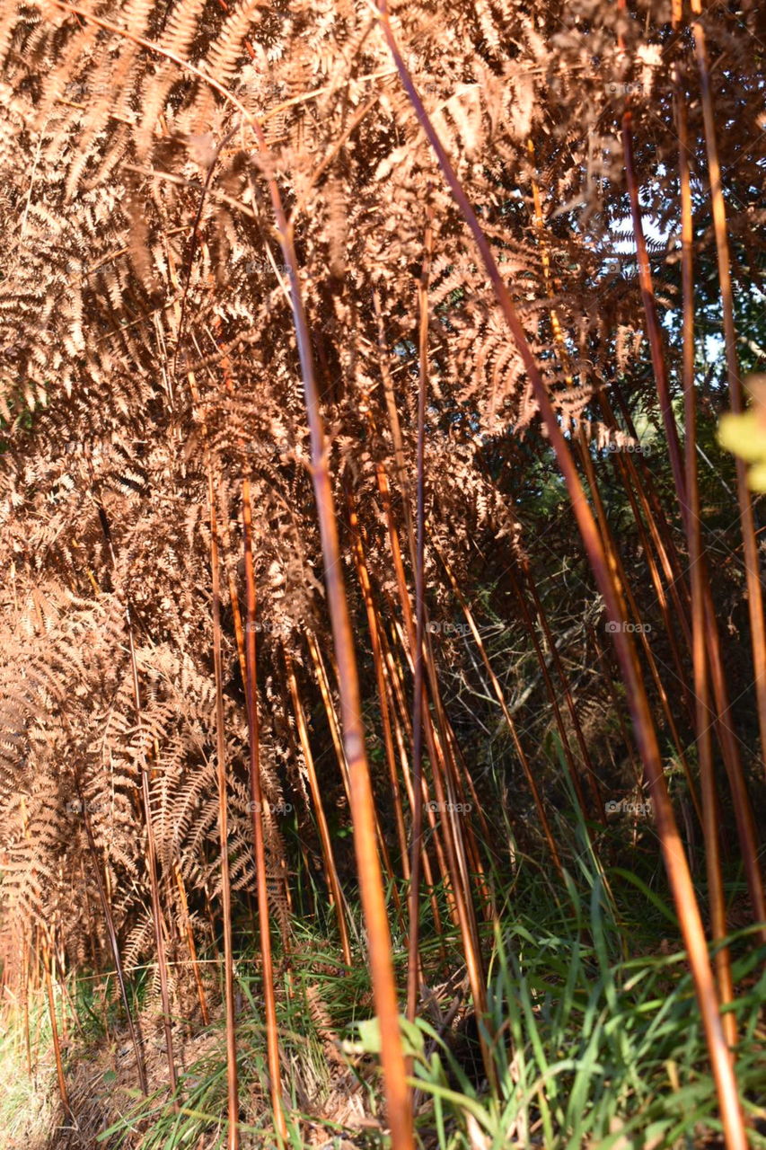 Ferns in the autumn light