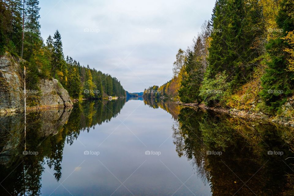 Trees reflecting on surface of lake