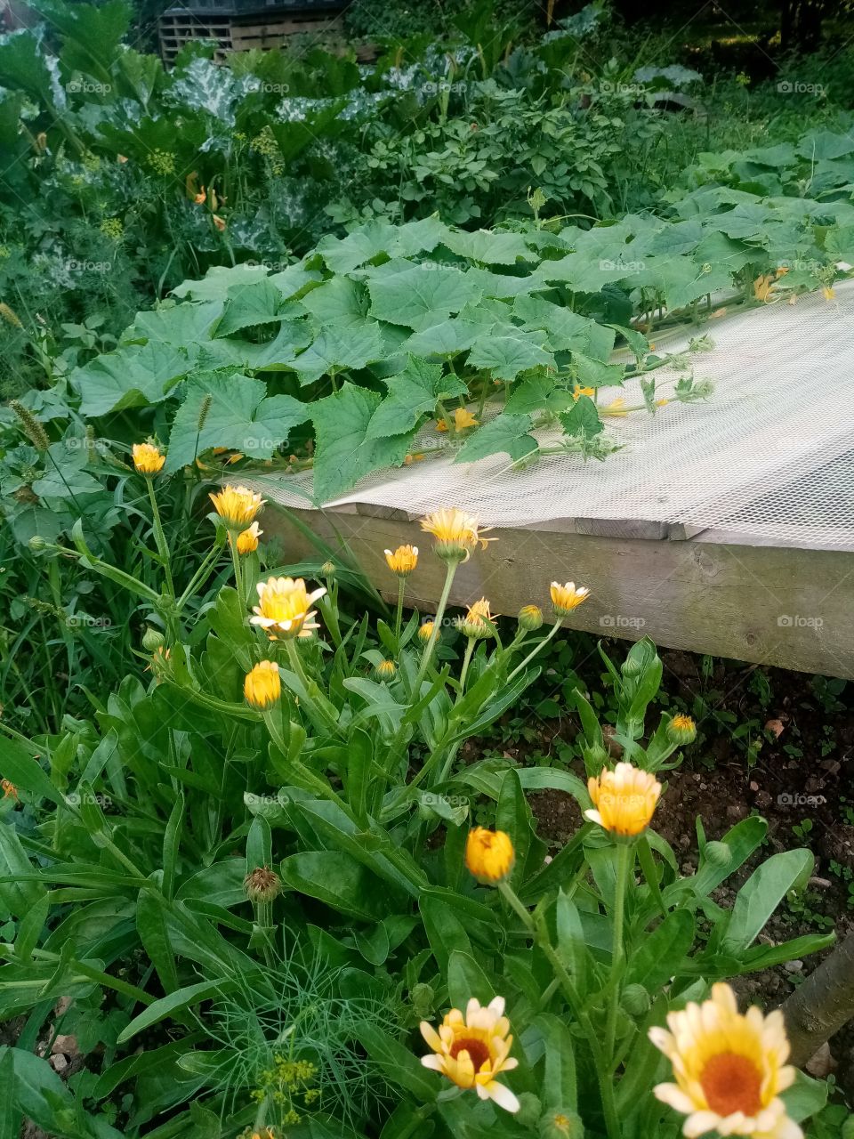 Permacultural garden