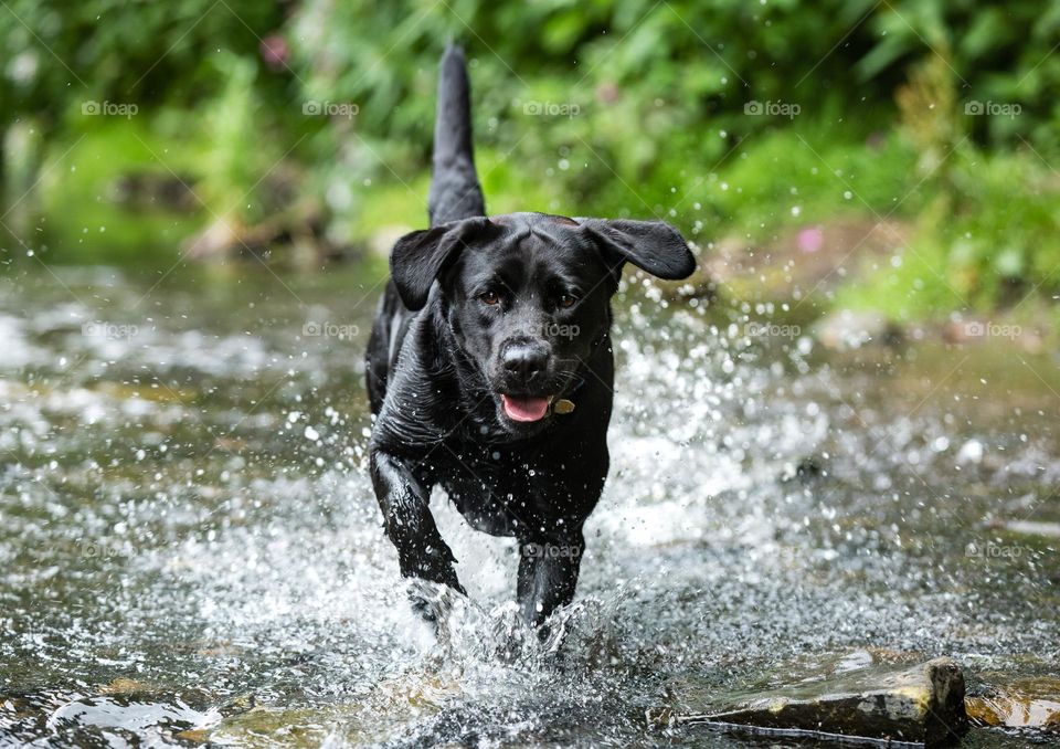 Dog running on the water