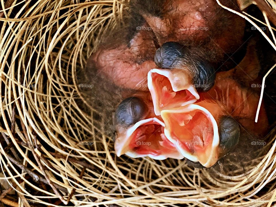 Battle: Winter vs Spring - Newborn cardinal chicks in a nest are tiny, almost naked, with grayish down and closed eyes. Their beaks are grayish-black, not yet the red-orange of adults. When hungry, they open their mouths wide.