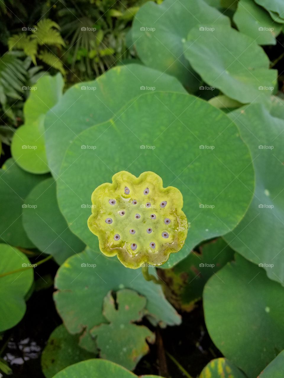 Hawaii flowers