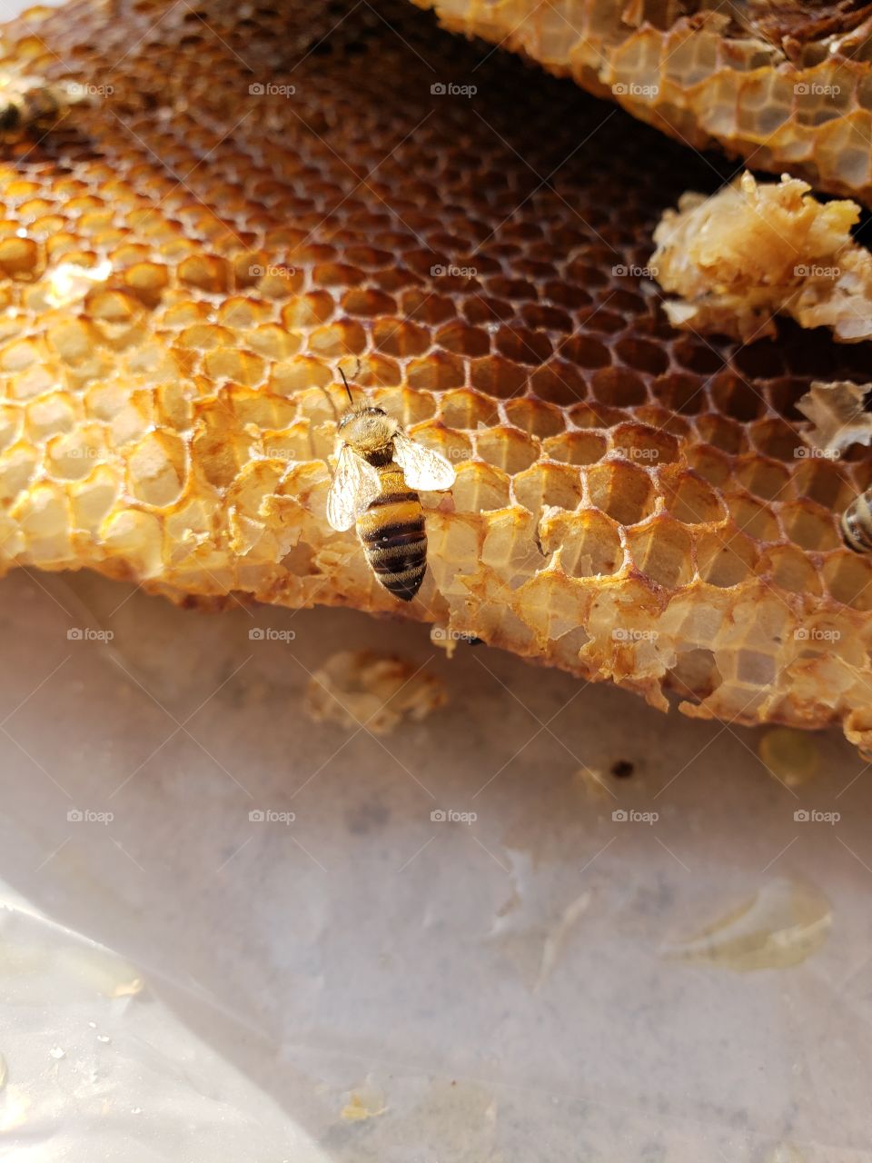 honeybee on honeycomb