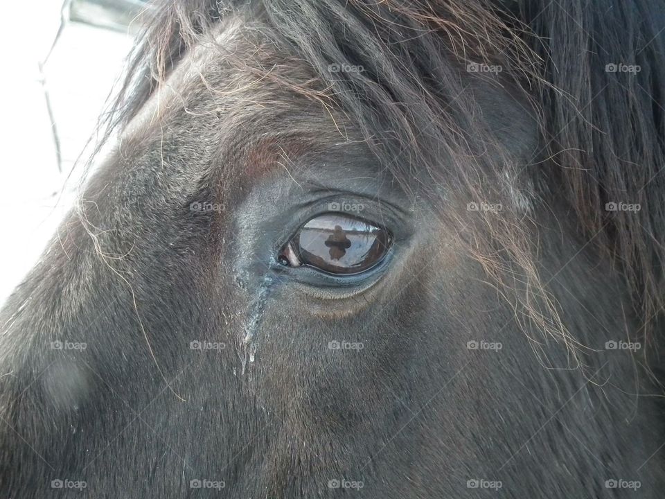 Equine eye 