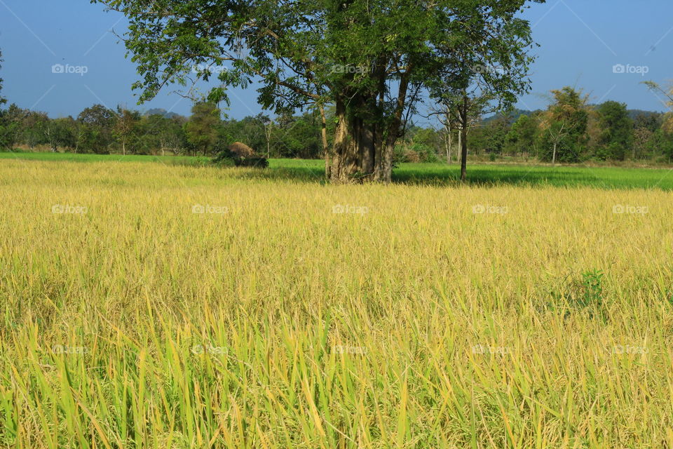 Rice fields. Rice fields is golden
