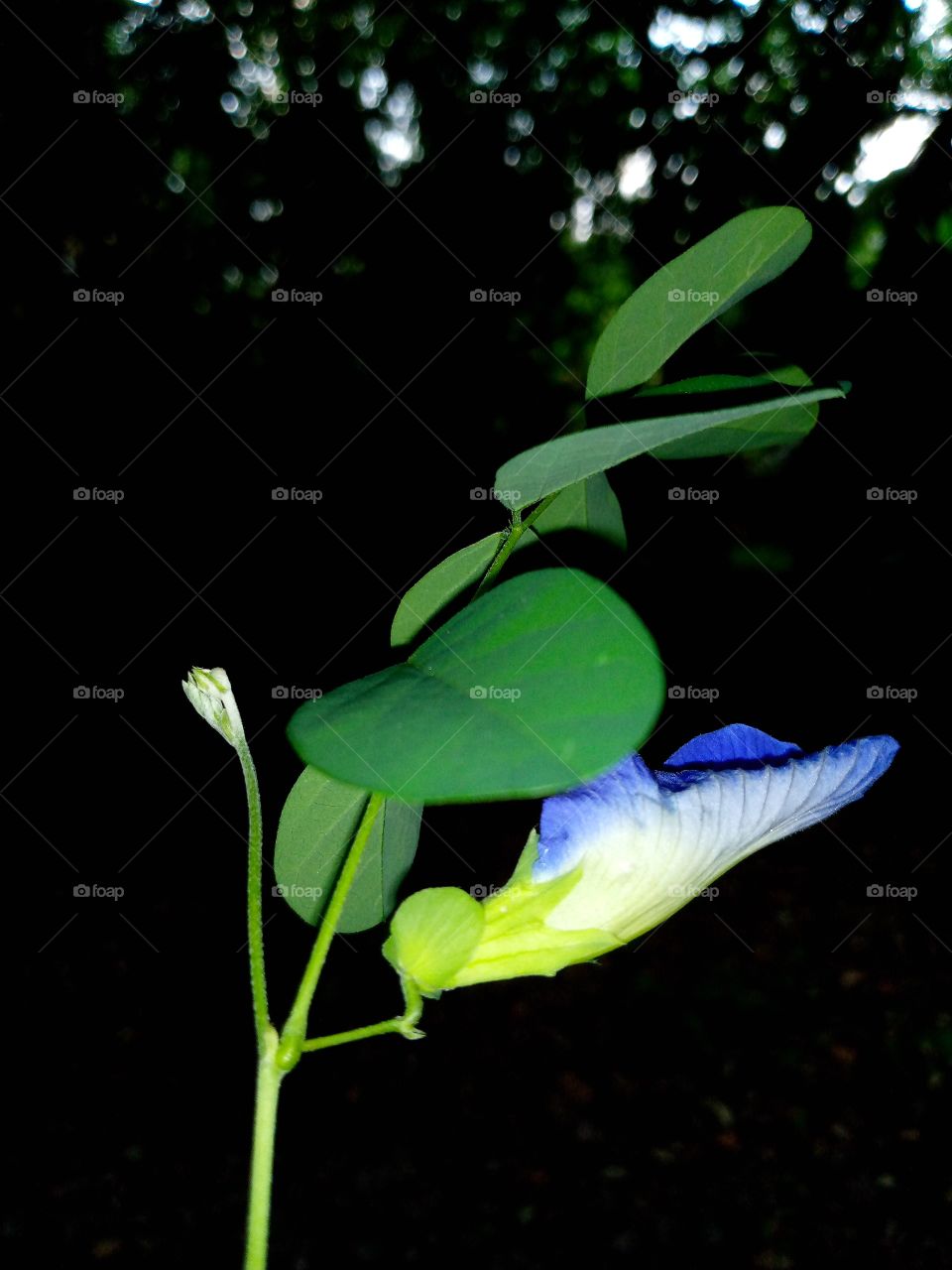 clitoria ternatea flower