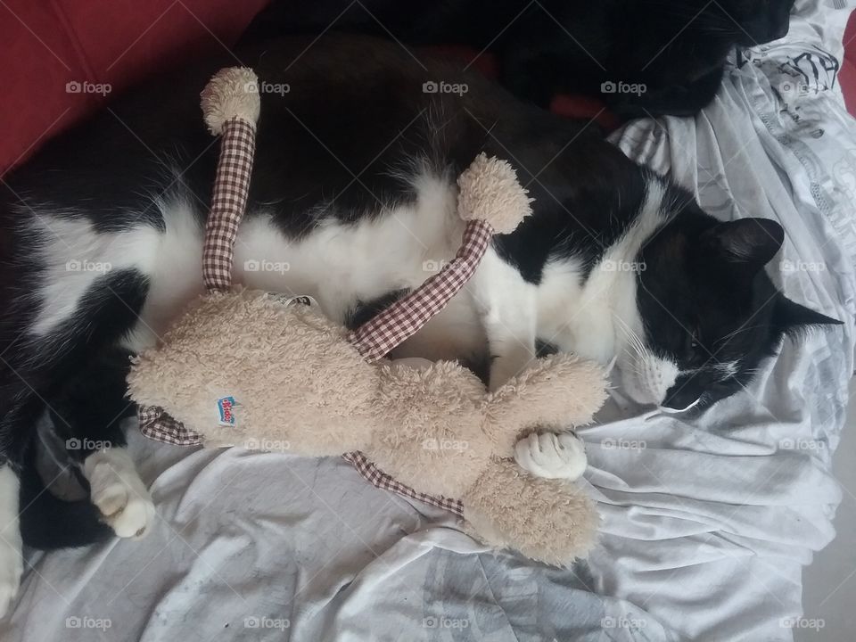 fat cat sleeping with bunny toy