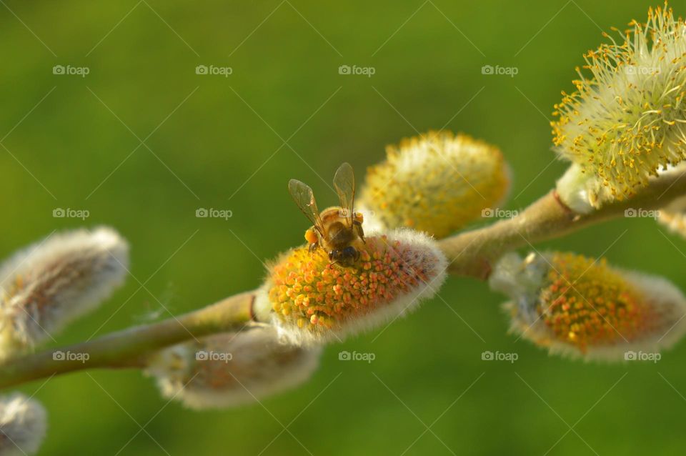 a bee sat on a blooming willow flower. fluffy orange buds blooming in March are fragrant with spring aroma. beautiful green background and desktop wallpaper.